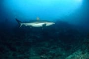Bullenhai erkundet das Shark Reef (00018338)