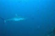 Grauer Riffhai vor dem Shark Reef (00018594)