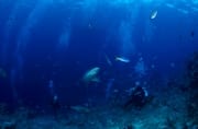 Grauer Riffhai schwimmt auf Taucher zu (00018854)