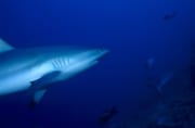 Grauer Riffhai im blauen Wasser vor dem Shark Reef (00018897)