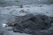 A grizzly has a washed up beluga whal buried (00001454)