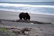 A grizzly has a washed up beluga whal buried (00001458)