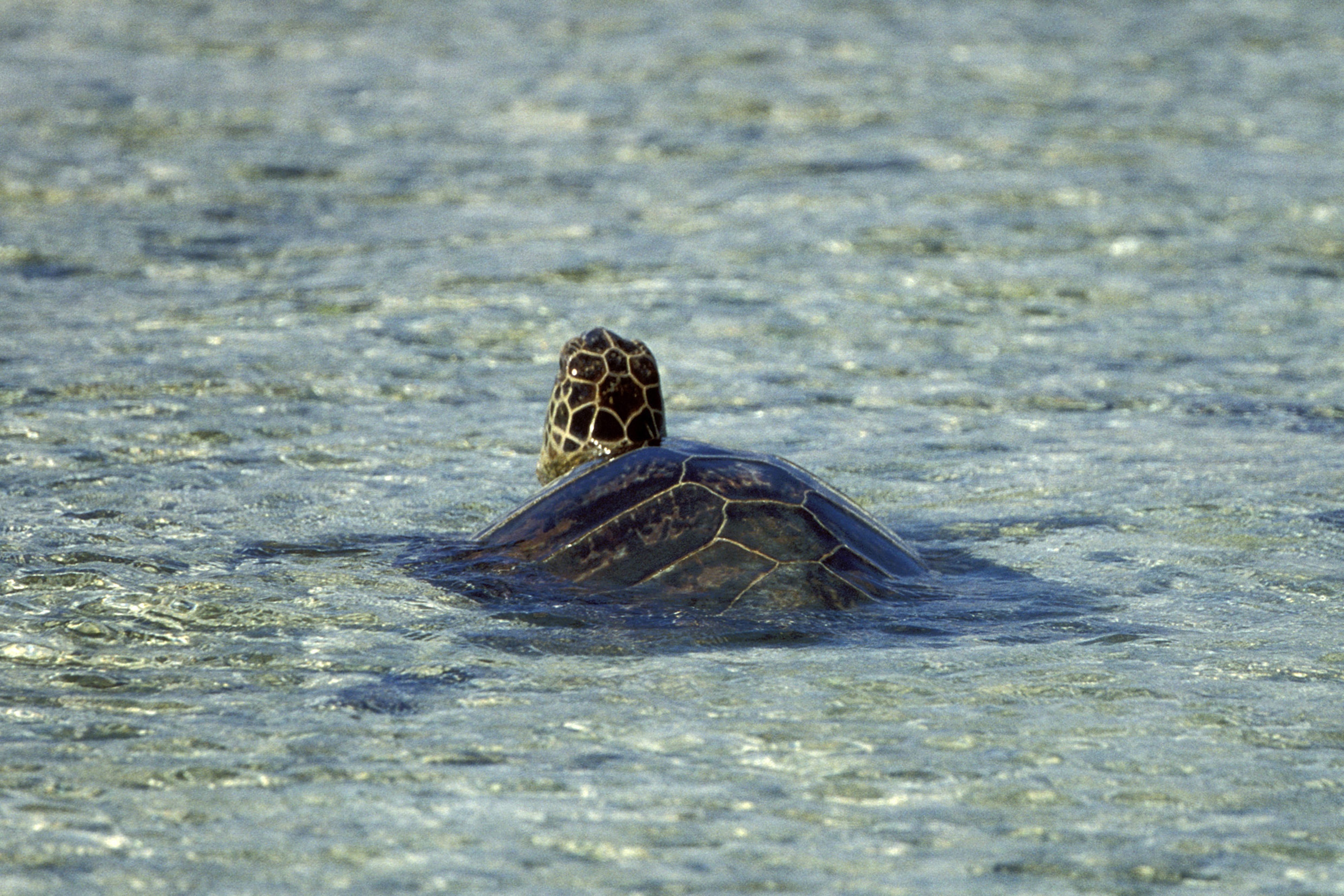 Green sea turtle in the shallow water area (00006850)