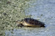 Green sea turtle comes ashore (00006825)