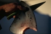 Shark Finning: Abgeschnittene Rueckenflosse (00015650)