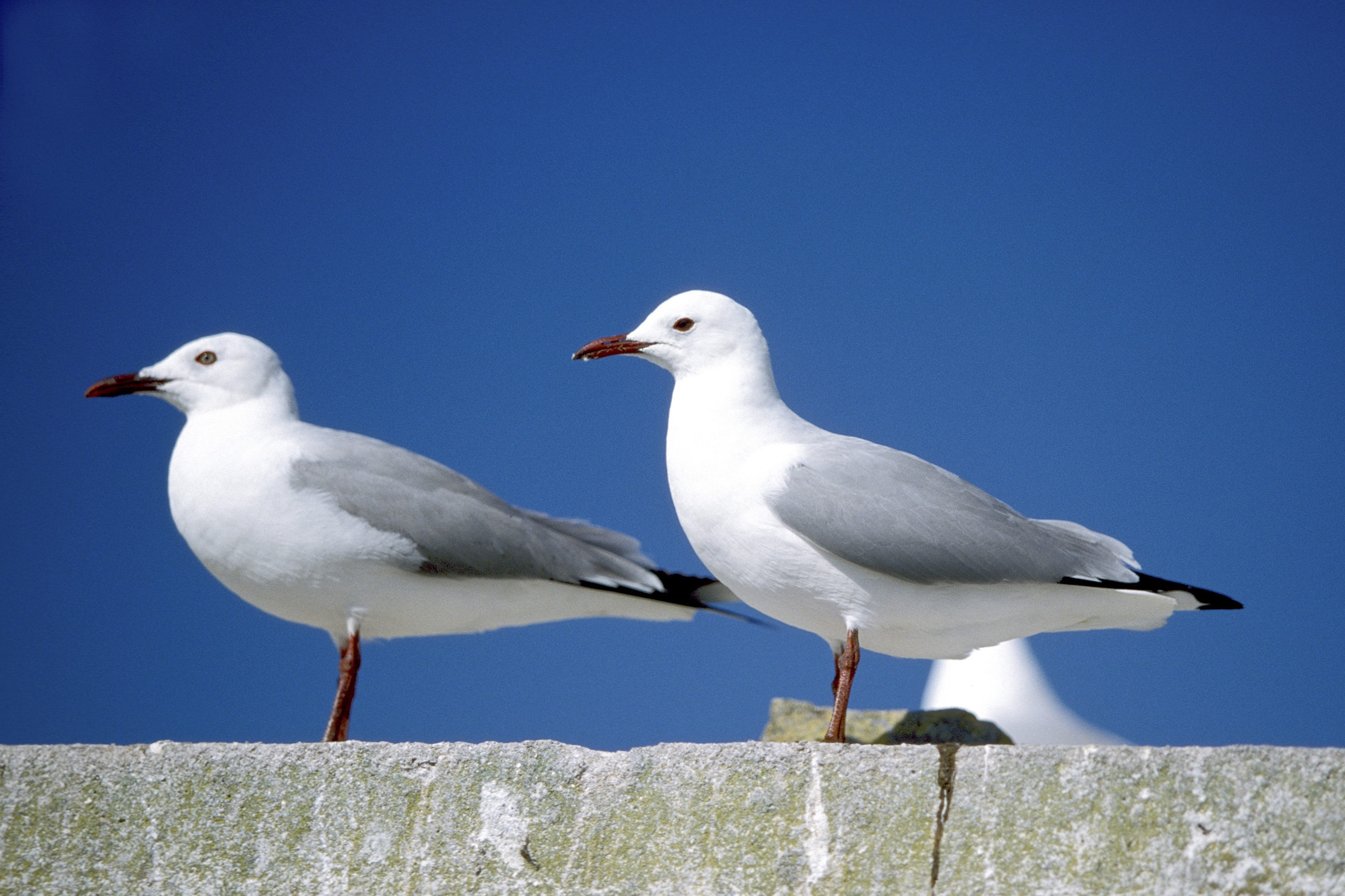 Hartlaub´s gulls (00006942)