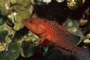 Jewel grouper (00000832)