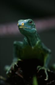 Portraet eines Fiji Crested Iguana (00018006)