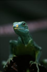 Fiji crested iguana looks interested to me (00018007)