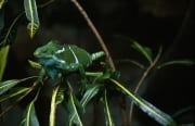 Fiji Crested Iguana farblich angepasst an seine Umgebung (00018019)