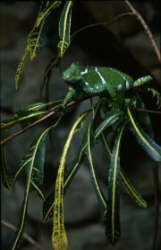Fiji Crested Iguana im Blaettergewirr (00018021)