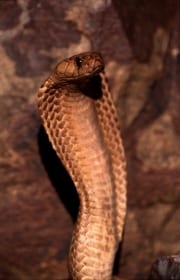 Die Kapkobra ist eine beeindruckende Schlange (00017026)