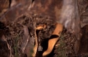 Kapkobra im Unterholz vor den Felsen (00017137)