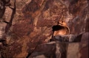 Der Kopf der Kapkobra kommt hinter einem Felsblock he (00017393)