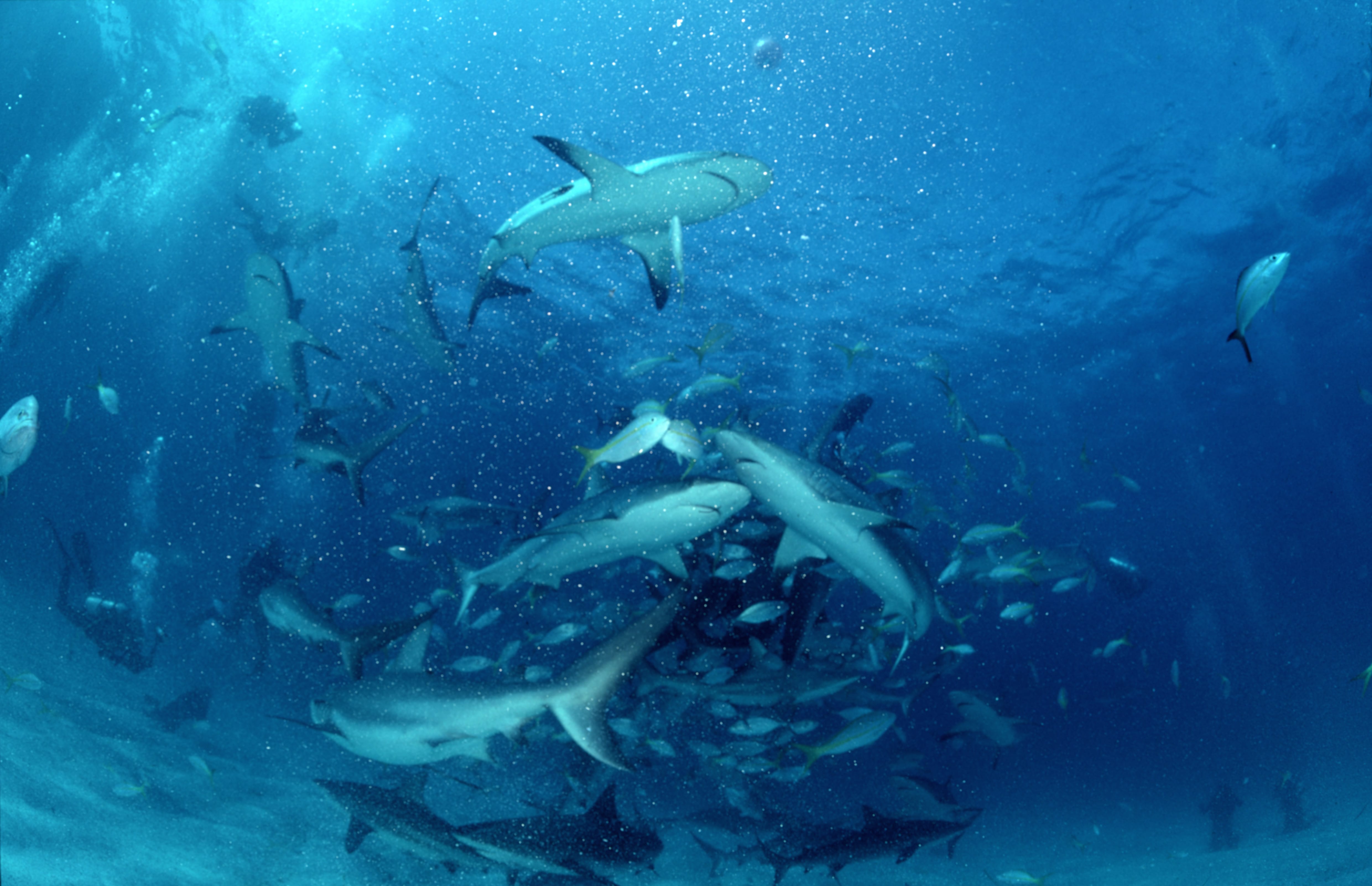 Karibische Riffhaie und Schwarzspitzenhaie: Motion! (00007309)
