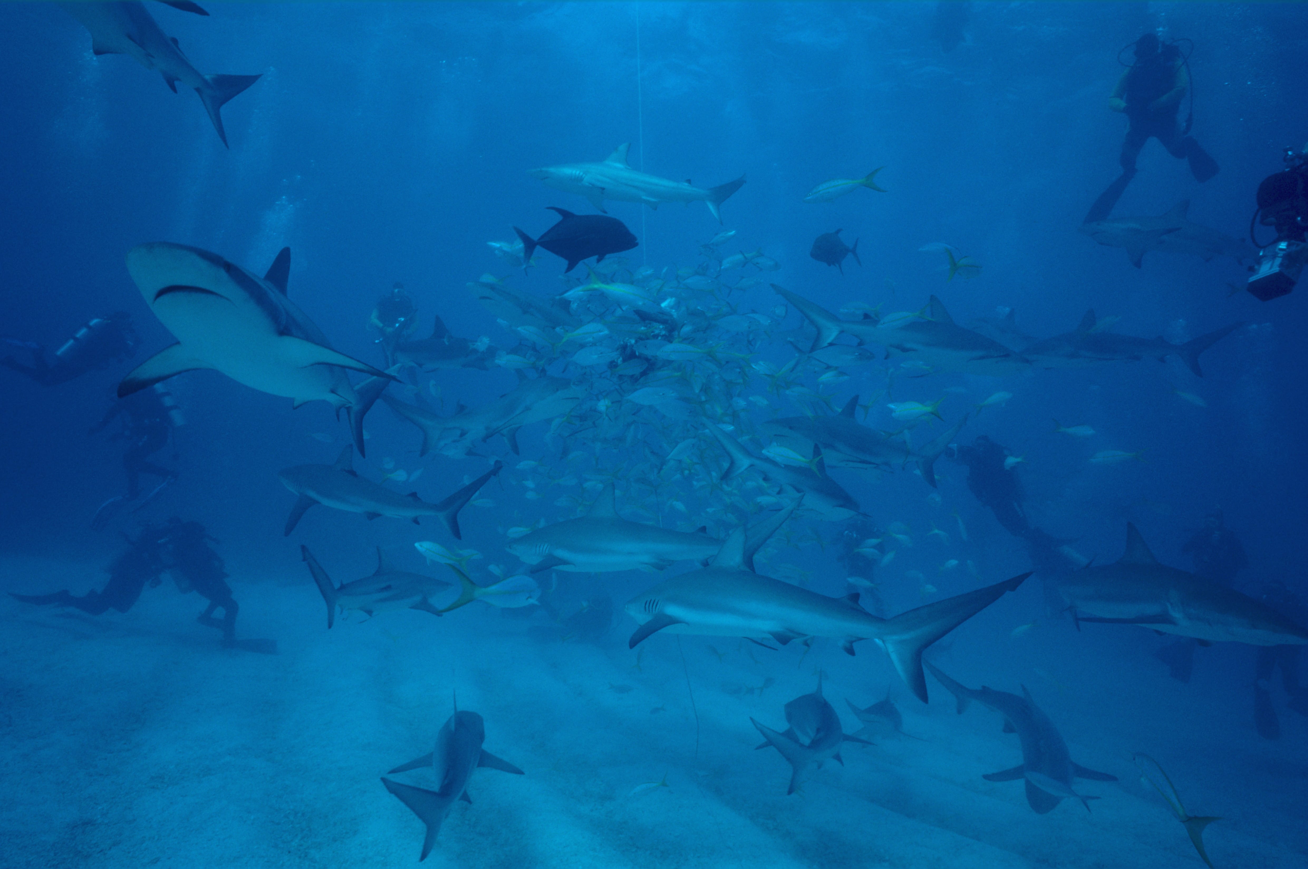 Karibische Riffhaie, Schwarzspitzenhaie und Taucher am chumsicle (00010050)