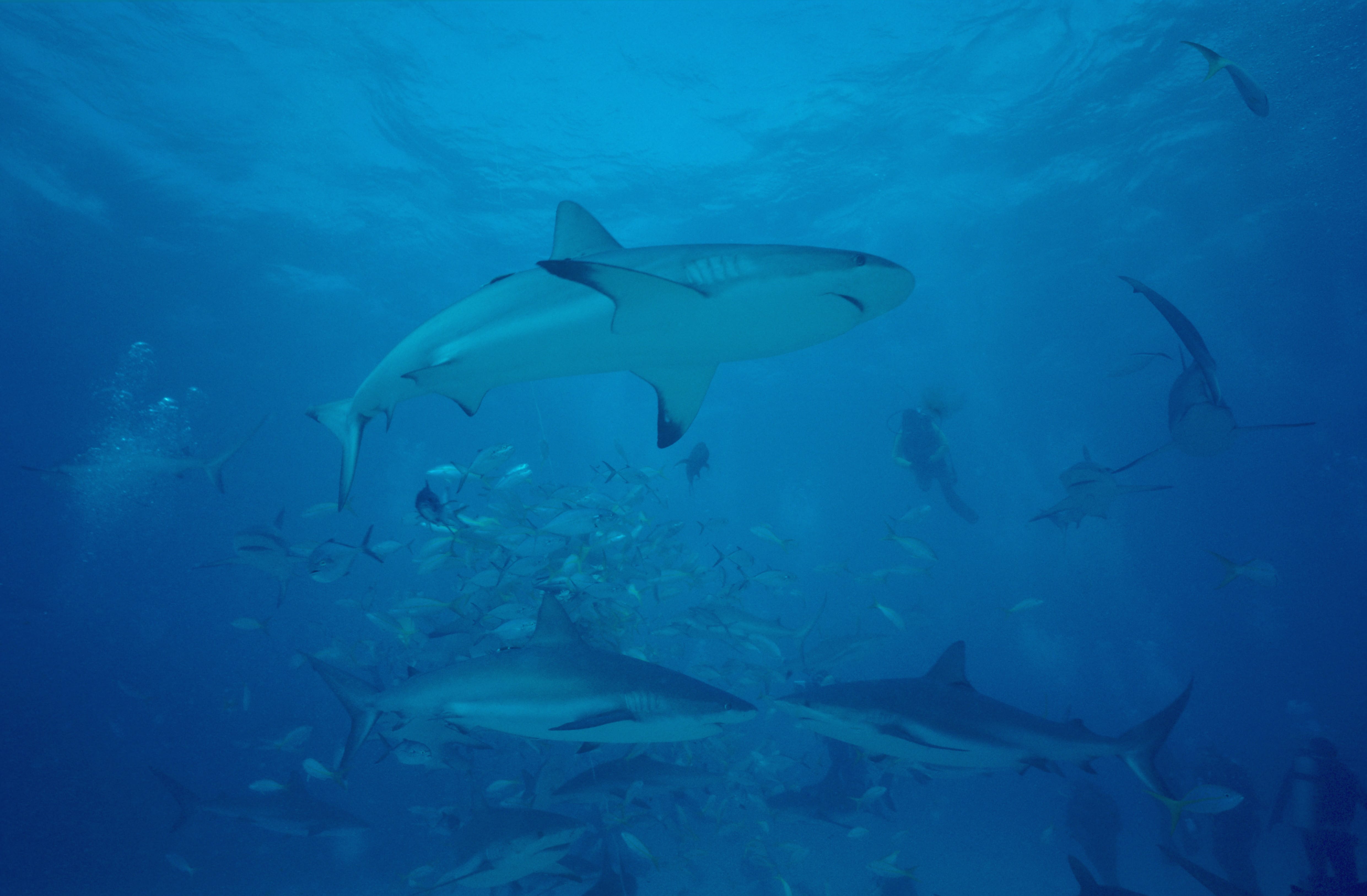 Karibische Riffhaie, Schwarzspitzenhaie und Taucher am chumsicle (00010055)