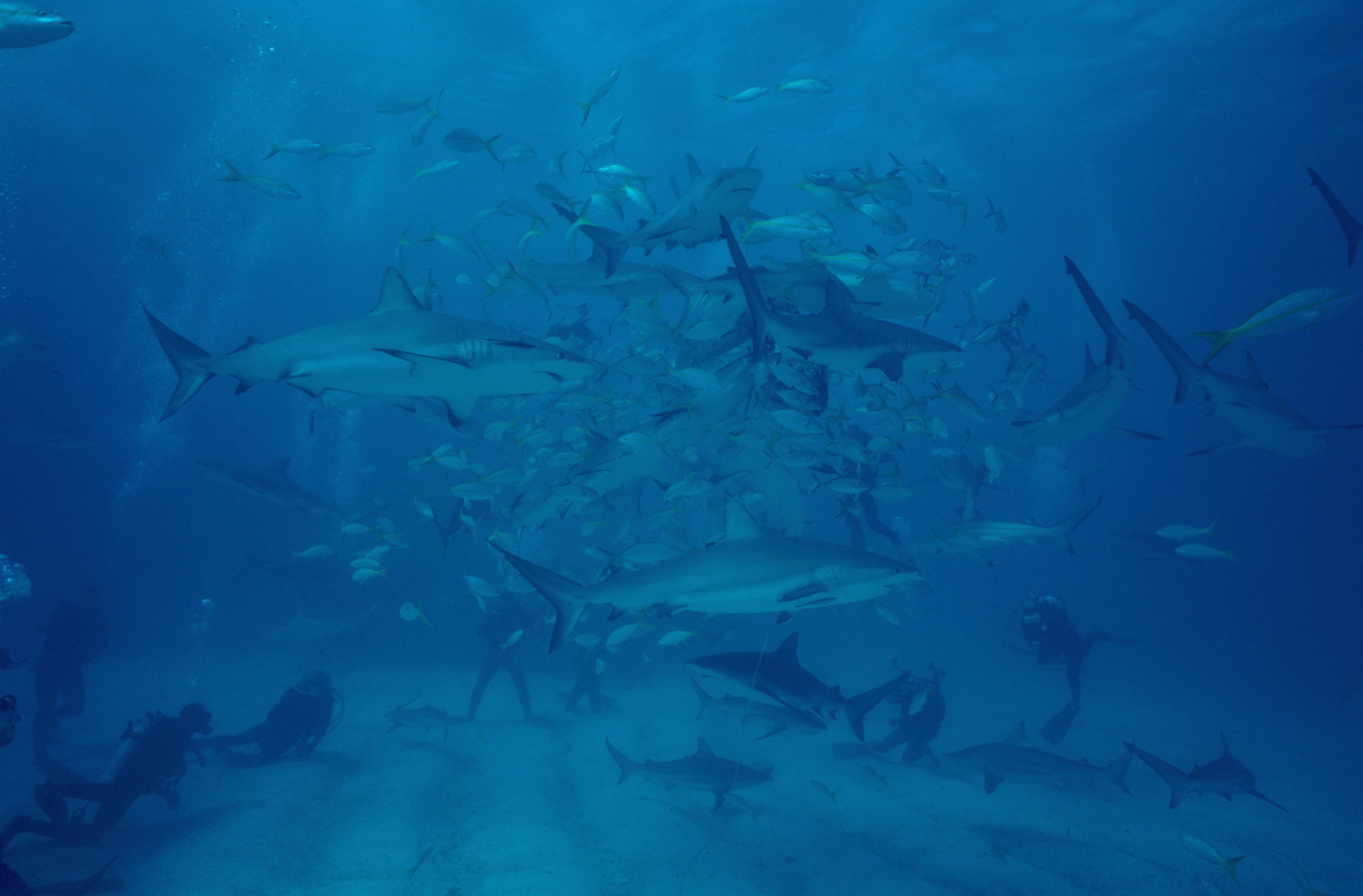 Karibische Riffhaie, Schwarzspitzenhaie und Taucher am chumsicle (00010058)