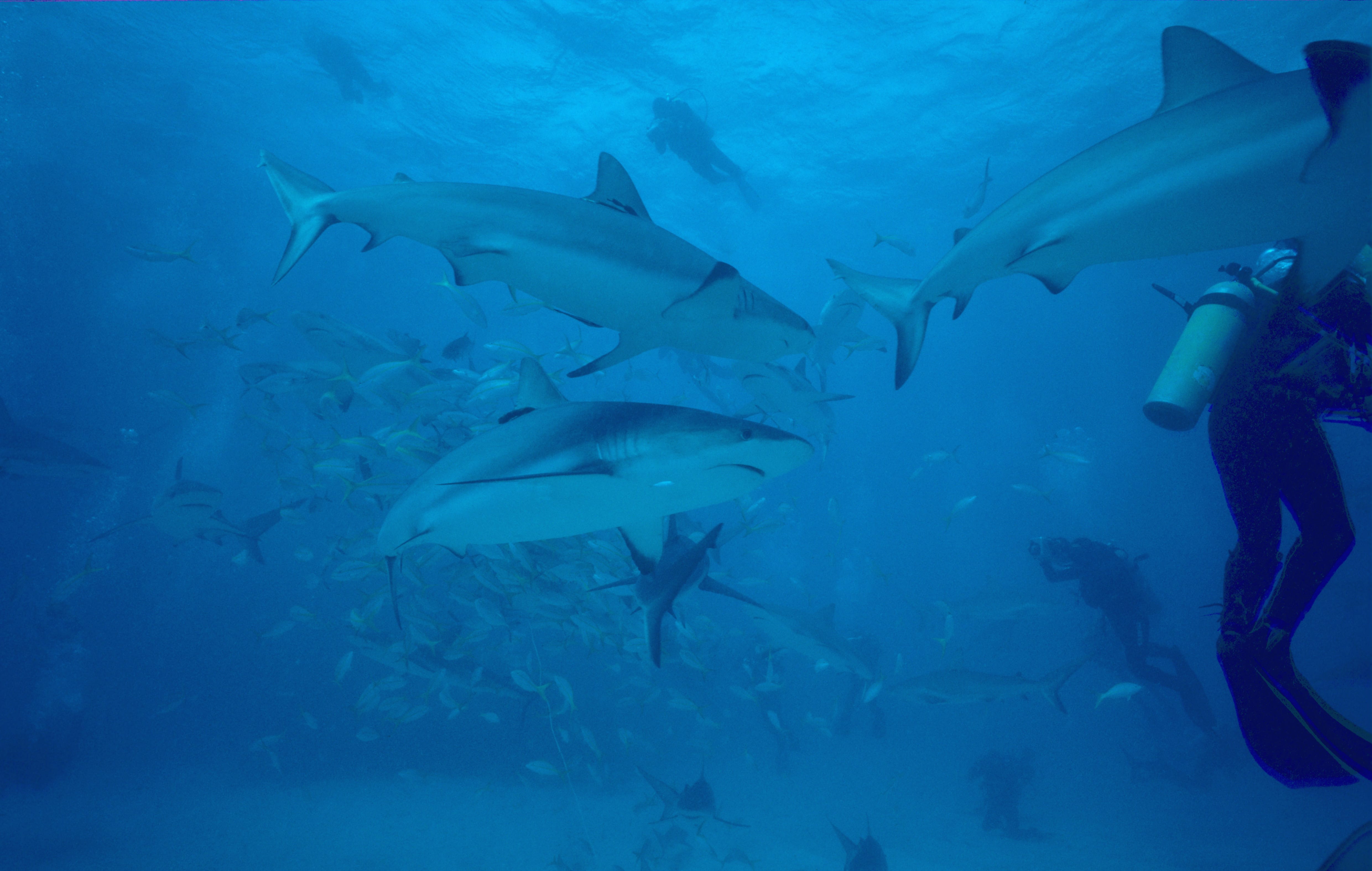 Karibische Riffhaie, Schwarzspitzenhaie und Taucher am chumsicle (00010062)