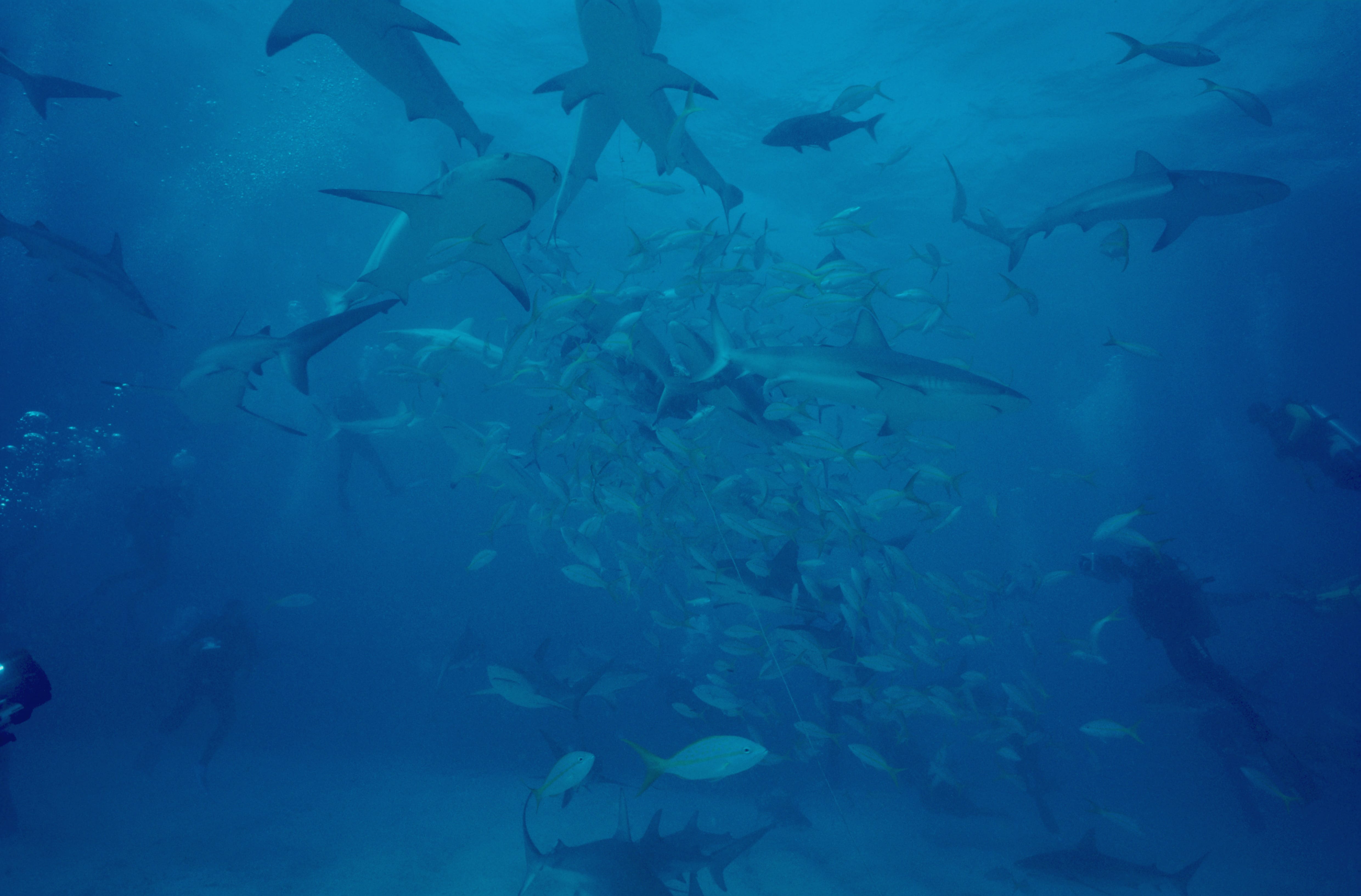 Karibische Riffhaie, Schwarzspitzenhaie und Taucher am chumsicle (00010064)