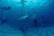 Karibische Riffhaie, Schwarzspitzenhaie und Taucher am chumsicle (00003177)