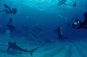 Karibische Riffhaie, Schwarzspitzenhaie und Taucher am chumsicle (00003178)