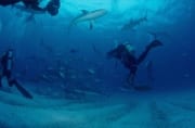 Karibische Riffhaie, Schwarzspitzenhaie und Taucher am chumsicle (00003180)