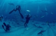 Karibische Riffhaie, Schwarzspitzenhaie und Taucher am chumsicle (00003182)