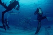 Karibische Riffhaie, Schwarzspitzenhaie und Taucher am chumsicle (00003183)