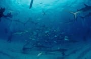 Karibische Riffhaie, Schwarzspitzenhaie und Taucher am chumsicle (00003188)