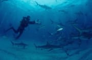 Karibische Riffhaie, Schwarzspitzenhaie und Taucher am chumsicle (00003190)