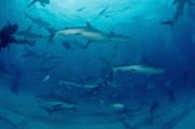 Karibische Riffhaie, Schwarzspitzenhaie und Taucher am chumsicle (00003191)