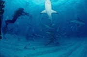Karibische Riffhaie, Schwarzspitzenhaie und Taucher am chumsicle (00003195)