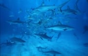 Karibischer Riffhaie und Schwarzspitzenhaie aktiv am "chumsicle" (00007266)