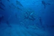 Karibische Riffhaie, Schwarzspitzenhaie und Taucher am chumsicle (00010049)