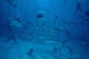 Karibische Riffhaie, Schwarzspitzenhaie und Taucher am chumsicle (00010050)
