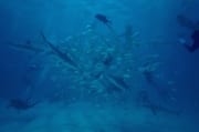Karibische Riffhaie, Schwarzspitzenhaie und Taucher am chumsicle (00010051)