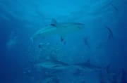 Karibische Riffhaie, Schwarzspitzenhaie und Taucher am chumsicle (00010055)
