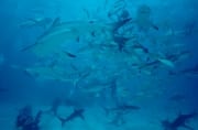 Karibische Riffhaie, Schwarzspitzenhaie und Taucher am chumsicle (00010057)