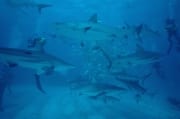 Karibische Riffhaie, Schwarzspitzenhaie und Taucher am chumsicle (00010060)