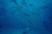Karibische Riffhaie, Schwarzspitzenhaie und Taucher am chumsicle (00010064)