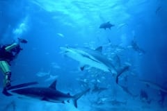 Taucher fotografiert Karibische Riffhaie und Schwarzs (00007254)