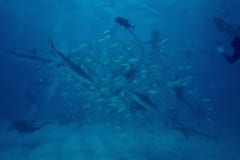 Karibische Riffhaie, Schwarzspitzenhaie und Taucher am chumsicle (00010051)