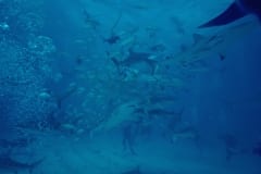 Karibische Riffhaie, Schwarzspitzenhaie und Taucher am chumsicle (00010052)