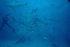 Karibische Riffhaie, Schwarzspitzenhaie und Taucher am chumsicle (00010053)