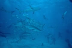 Karibische Riffhaie, Schwarzspitzenhaie und Taucher am chumsicle (00010054)