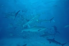 Karibische Riffhaie, Schwarzspitzenhaie und Taucher am chumsicle (00010061)