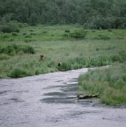 Kodiakbaeren Familie unterwegs am Flußufer (00090019)
