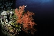 Weichkoralle im Roten Meer (00000173)