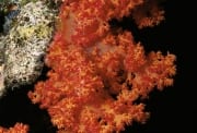 Weichkoralle im Roten Meer (00000174)